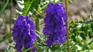 Jakie rośliny wybrać do opaski wokół domu? Praktyczny przewodnik dla każdego ogrodnika