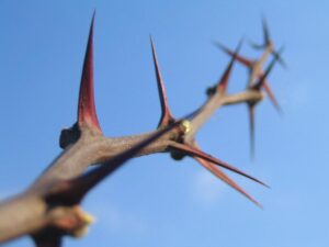 Kolce w ogrodzie: przegląd gatunków roślin z cierniami