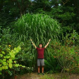 Miskant olbrzymi: Jak uprawiać i pielęgnować, unikając największych wad tej rośliny?