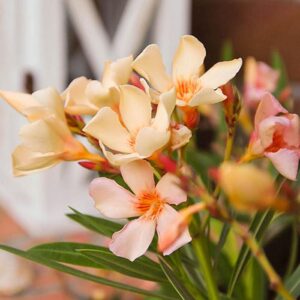 Oleander w donicy - porady jak go uprawiać i skutecznie przycinać