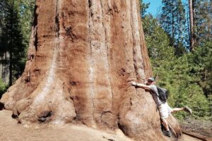 Sekwoja w Polsce – czy to możliwe, aby uprawiać mamutowca olbrzymiego?