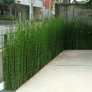 Skrzyp zimowy: Jak szybko rośnie i jak odpowiednio go pielęgnować?