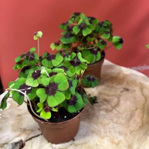 Szczawik – jak pielęgnować roślinę przynoszącą szczęście i miłość?