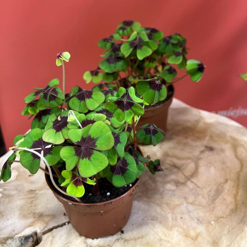 Szczawik – jak pielęgnować roślinę przynoszącą szczęście i miłość?