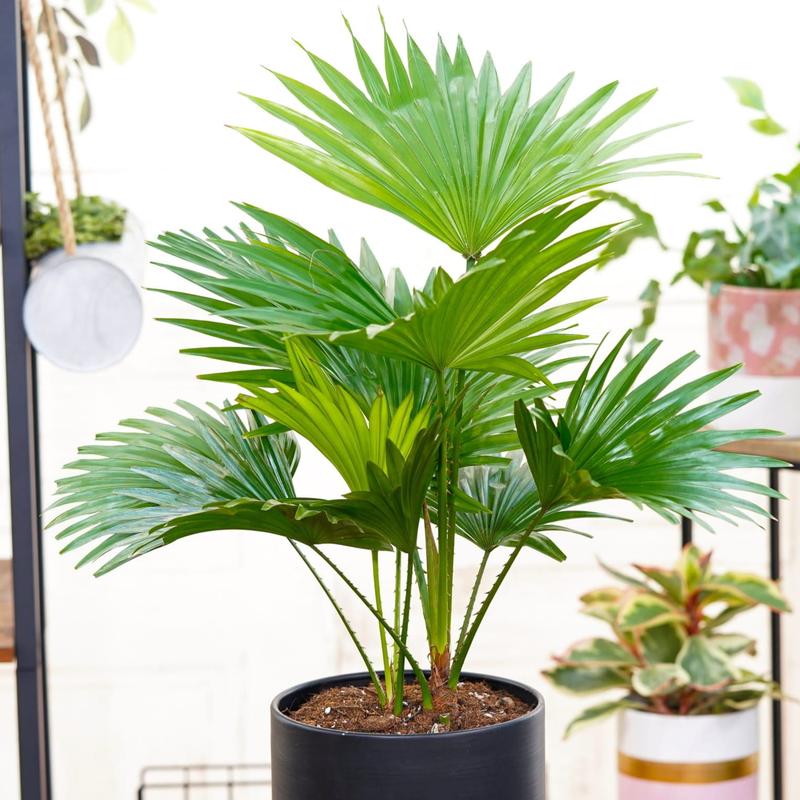 Bezpieczeństwo roślin domowych