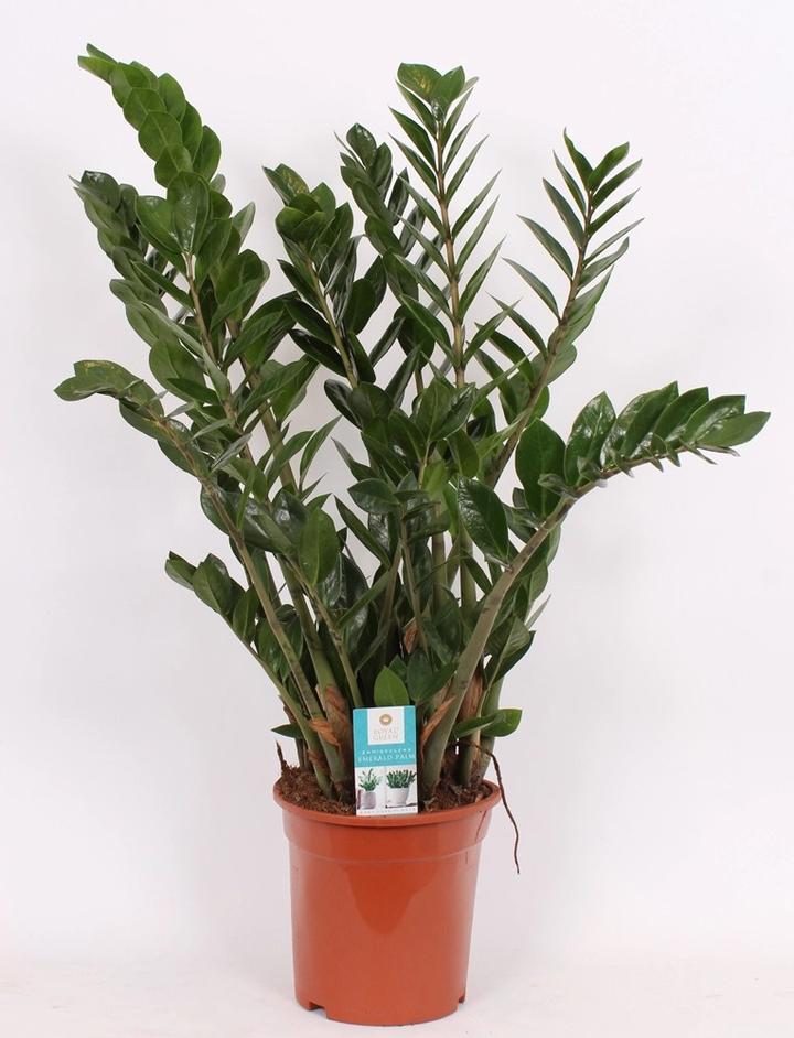 Błędy rozmnażania zamiokulkasa