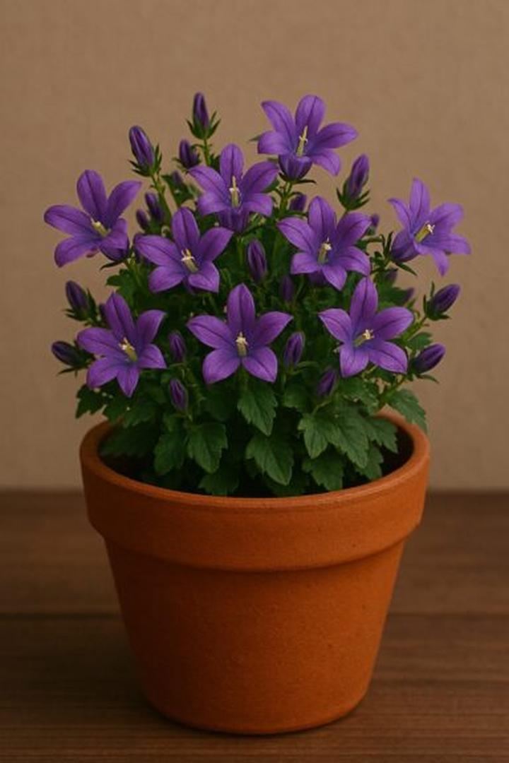 Choroby i szkodniki dzwonka