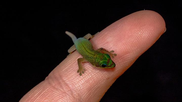 Ciekawostki o jaszczurkach