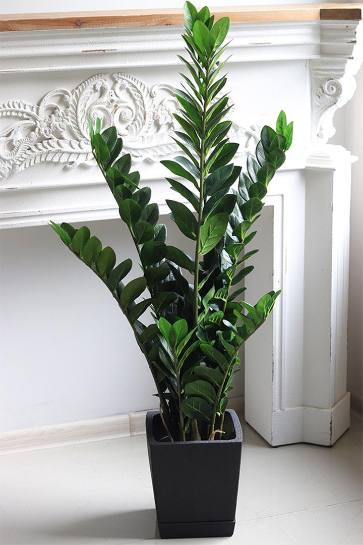 Domowe warunki dla roślin