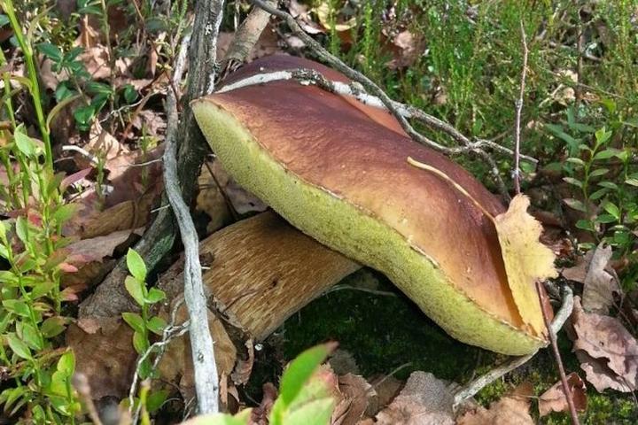 Grzybobranie Podkarpackie