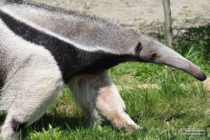 Naturalni wrogowie mrówek