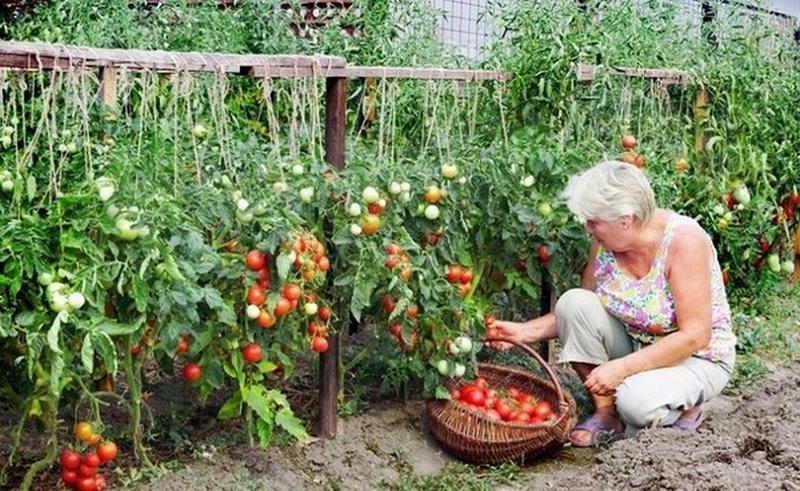 Nawożenie pomidorów