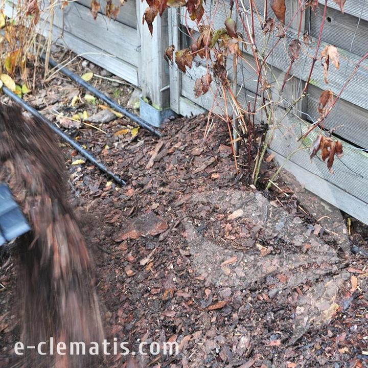 Ochrona clematisów przed mrozem