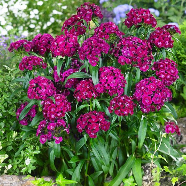 Optymalne warunki wzrostu goździków