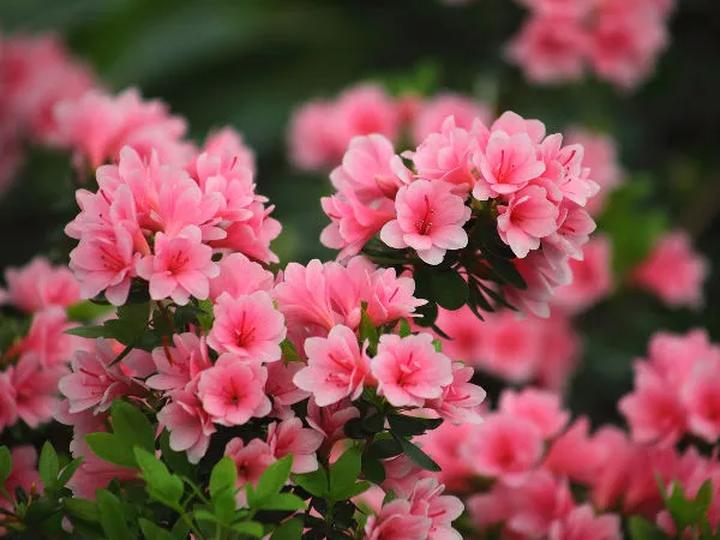 Pielęgnacja azalii ogrodowych