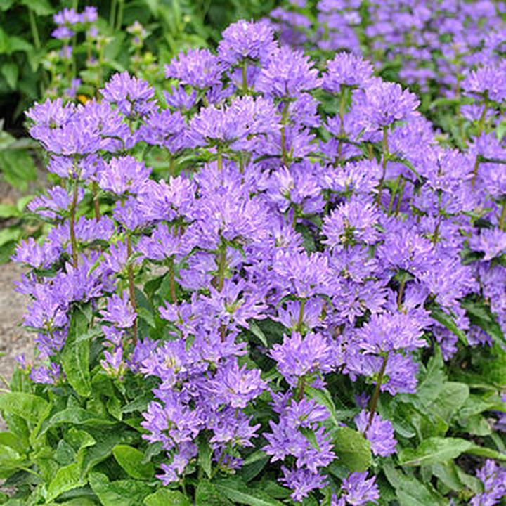 Pielęgnacja campanuli