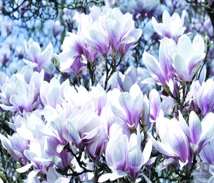 Pielęgnacja magnolii