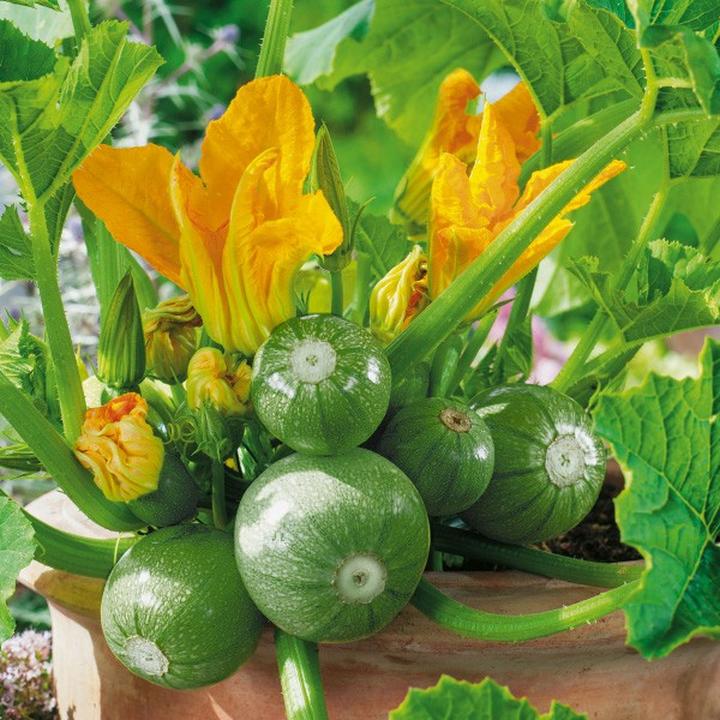 Pielęgnacja roślin cukinii