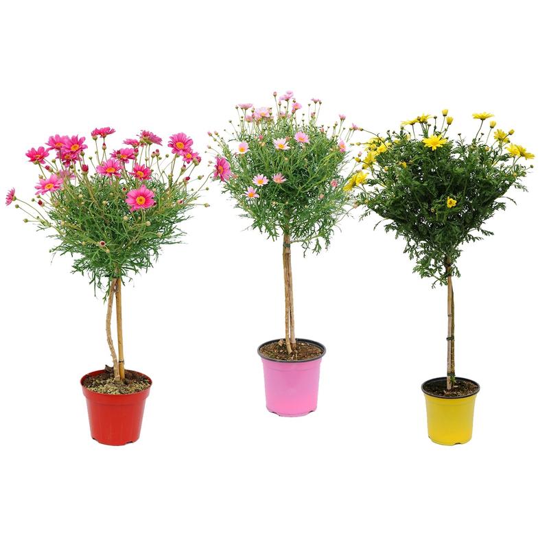 Pielęgnacja roślin ogrodowych