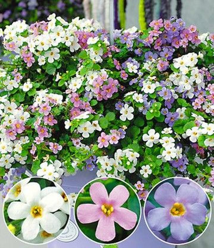 Pielęgnacja sutery wielkokwiatowej