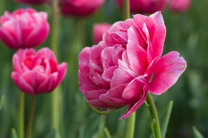 Porady dotyczące tulipanów