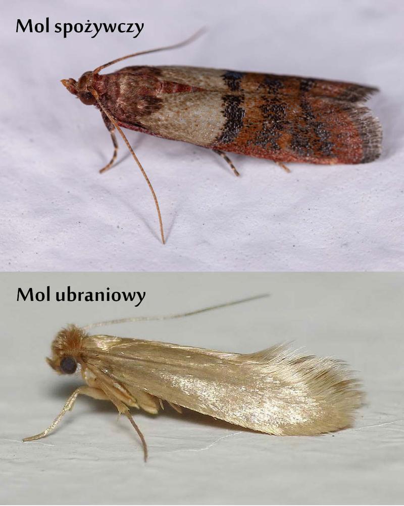 Prewencja przeciw molom