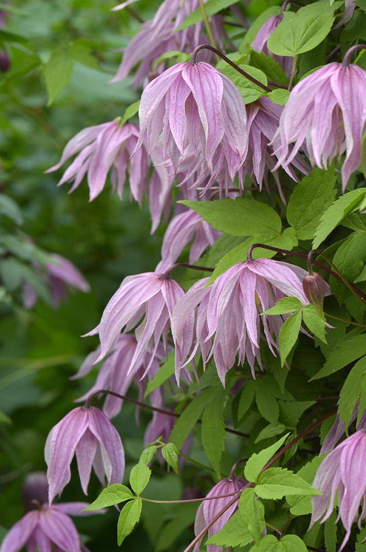 Przycinanie clematisów zimą