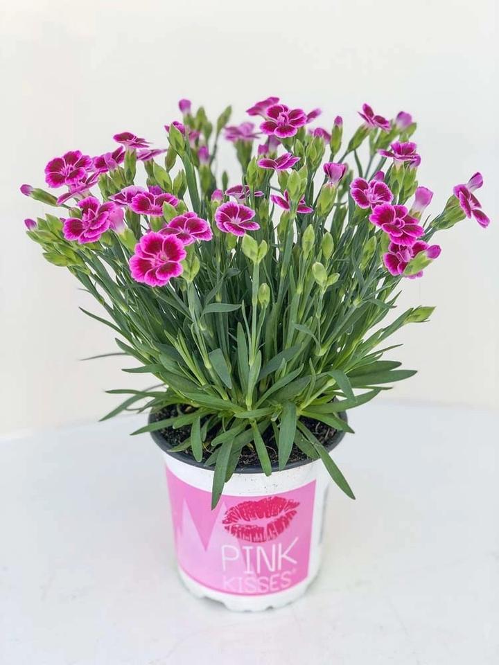 Przycinanie goździków krok po kroku