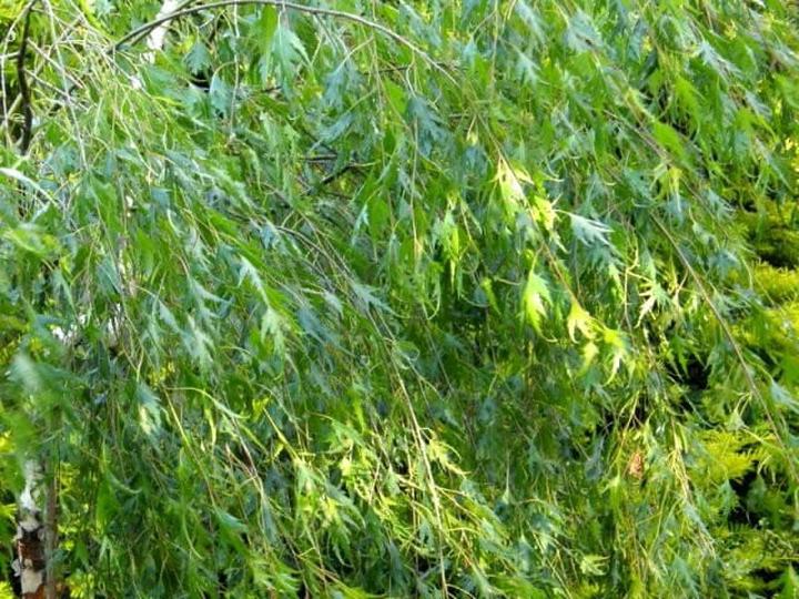 Przyrost drzew liściastych