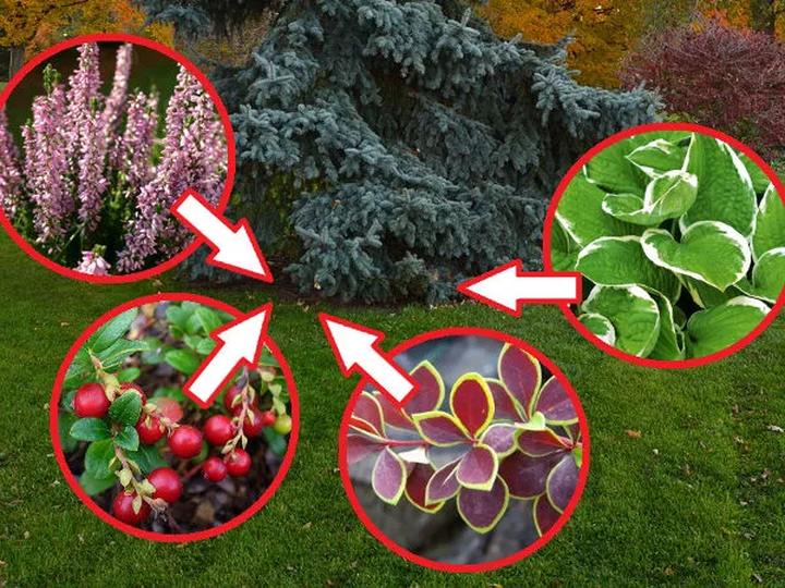 Rośliny cieniolubne