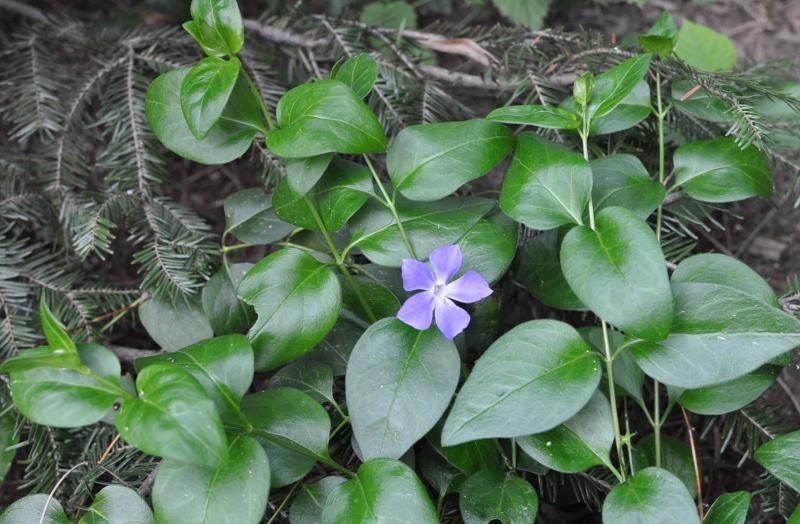 Rośliny wieloletnie do ogrodu
