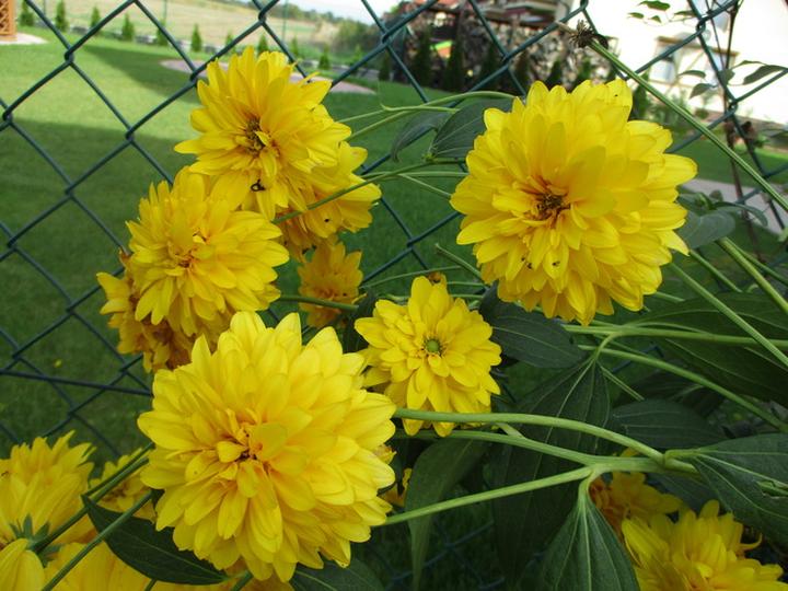 Rośliny z przeszłości