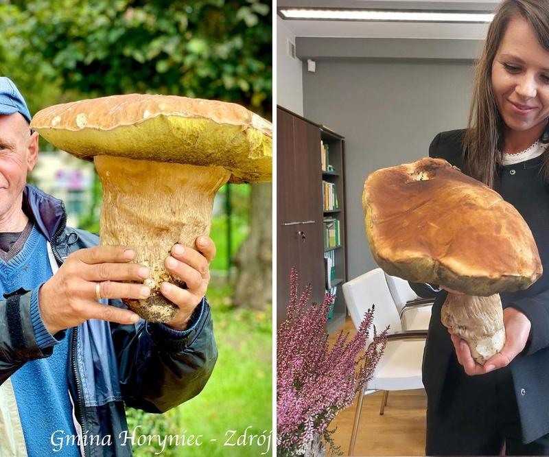 Rzadkie gatunki grzybów