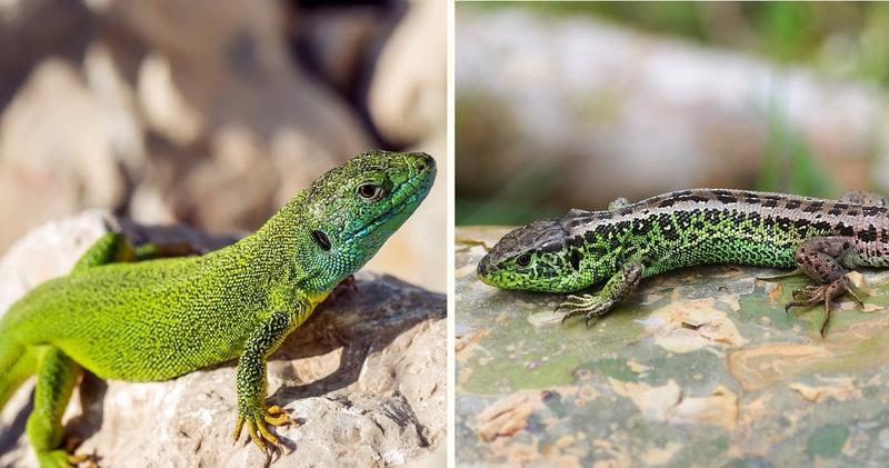 Siedliska jaszczurek