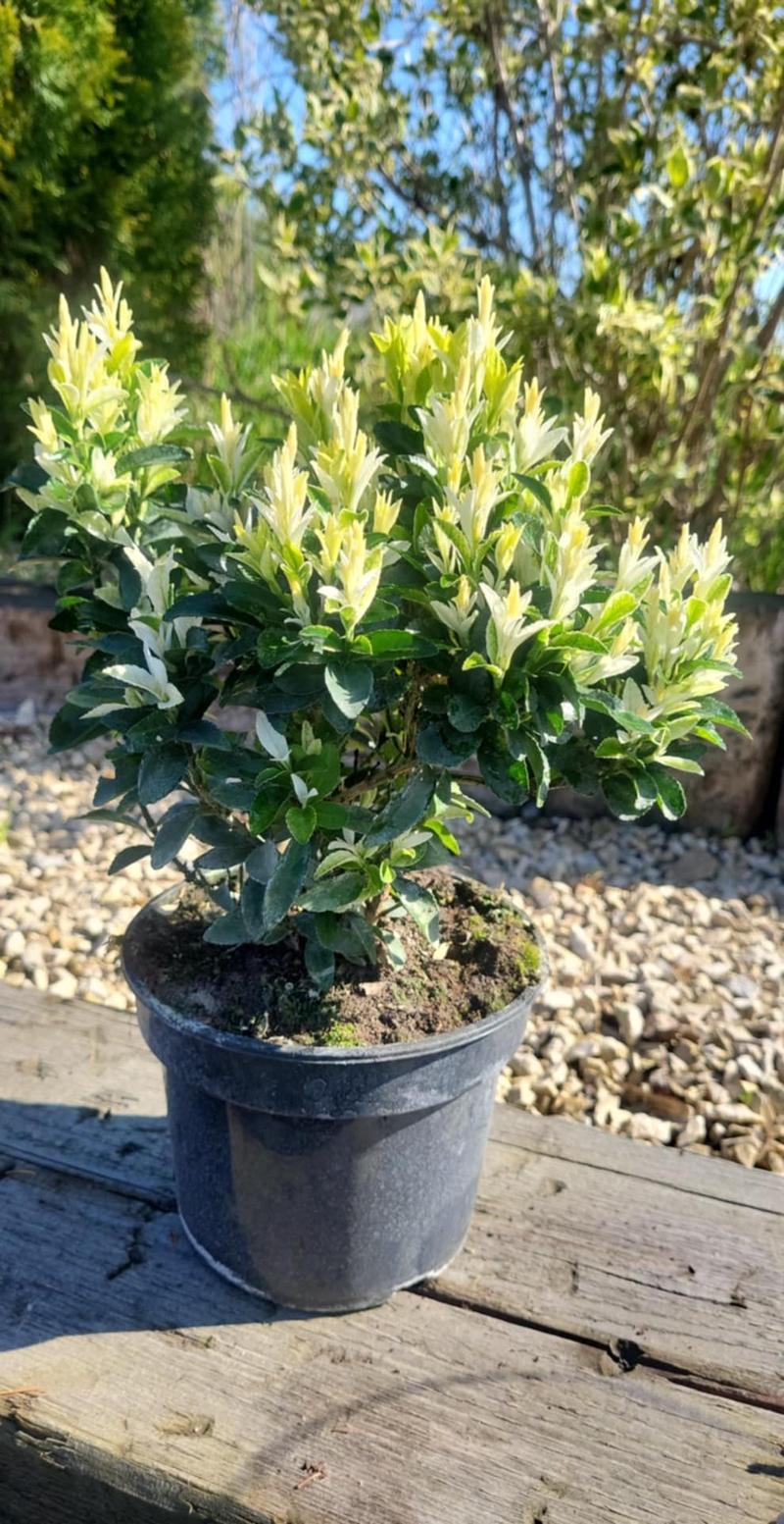 Szybki wzrost trzmieliny