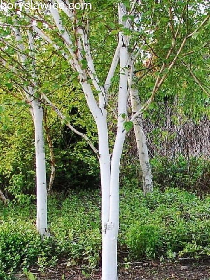 Szybko rosnące drzewa