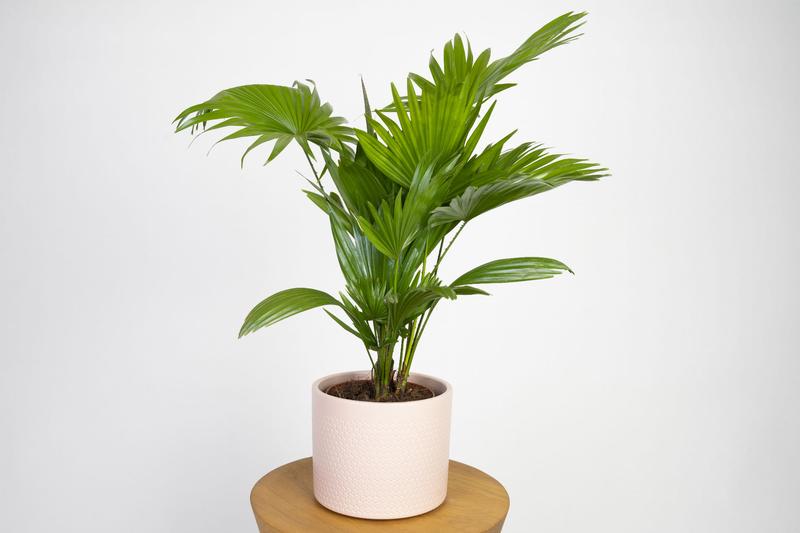 Toksyczność palmy liwistona