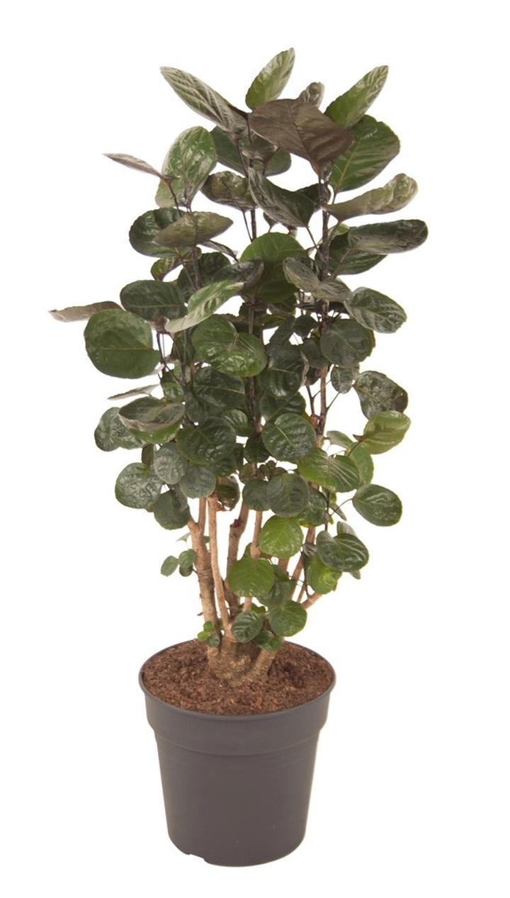 Warunki świetlne polyscias