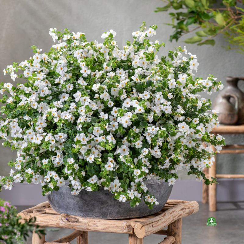 Warunki wzrostu bakopy