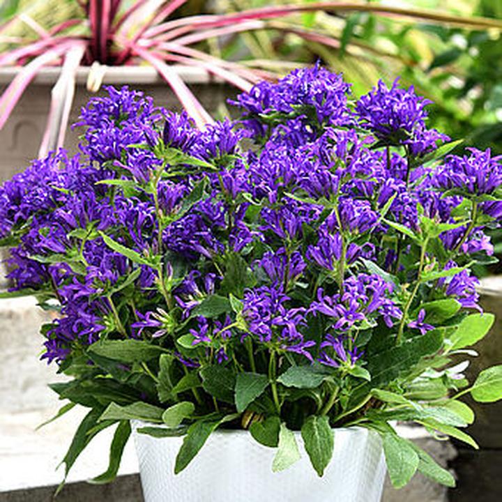 Warunki wzrostu dzwonka