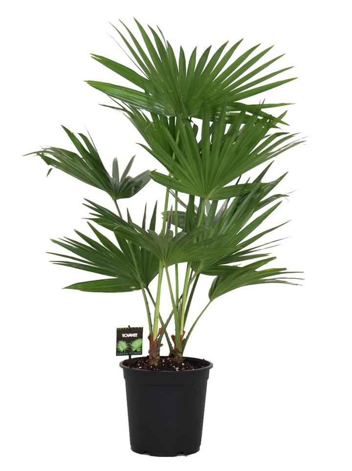 Wymagania palmy liwistona