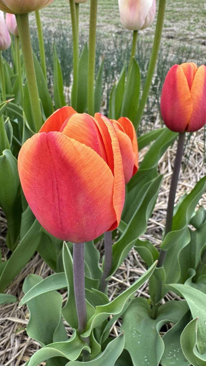 Zdrowotne właściwości tulipanów