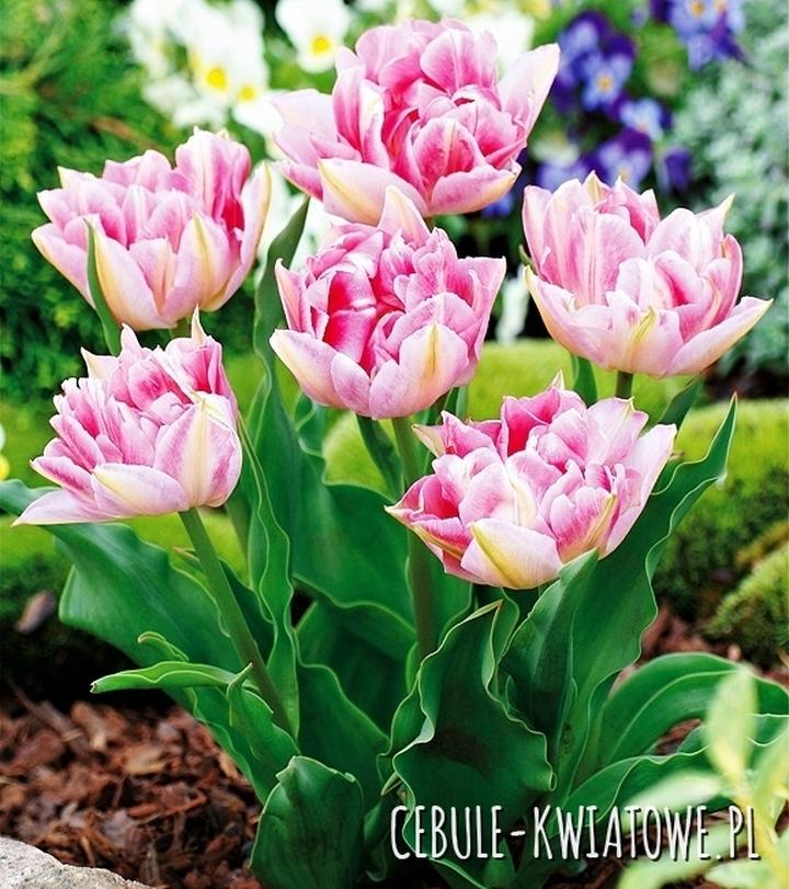 Znaczenie tulipanów w kulturze