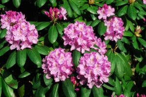 Azalie ogrodowe – jak je sadzić i pielęgnować, aby pięknie kwitły przez cały sezon