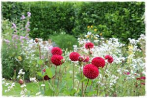 Babcine kwiaty w ogrodzie – odkryj popularne rośliny z czasów naszych babć