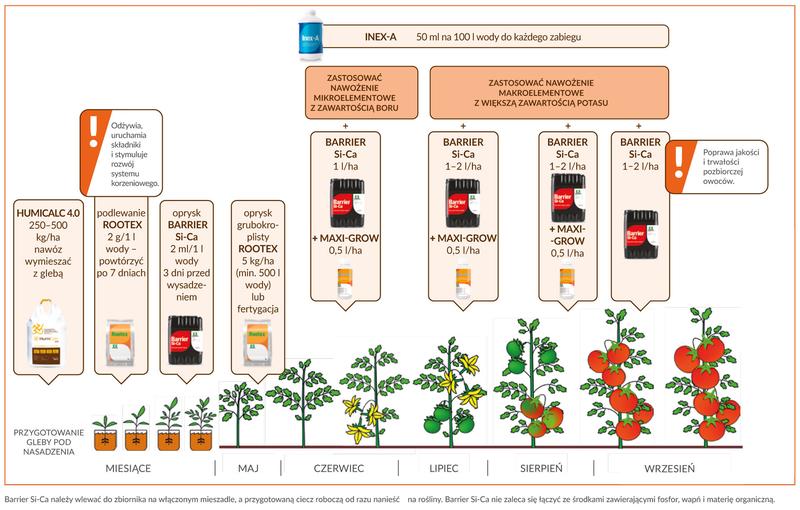 Efektywne nawożenie pomidorów pod folią – co i jak warto wiedzieć?