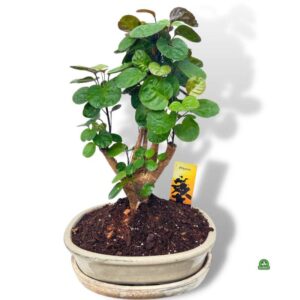 Jak dbać o polyscias fabian? Poradnik dotyczący uprawy i pielęgnacji drzewka