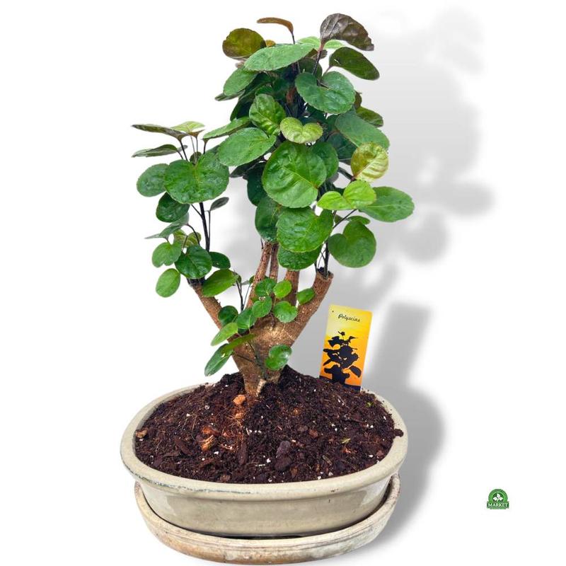 Jak dbać o polyscias fabian? Poradnik dotyczący uprawy i pielęgnacji drzewka