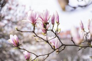 Jak i kiedy przycinać magnolie, aby zachwycały pięknem?