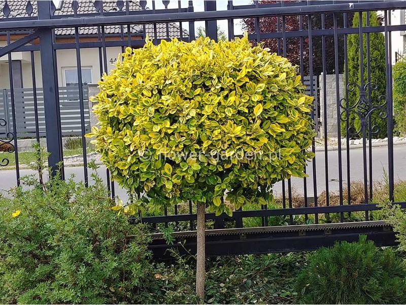 Jak pielęgnować i uprawiać trzmielinę, aby szybko rosła?